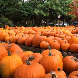 A field of pumpkins in Garden City