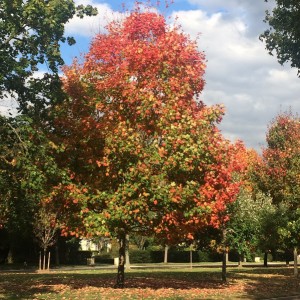 Fall tree colors in Garden City