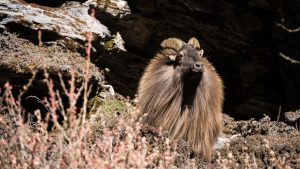 Mountain Goats near Pangboche