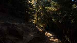 Woodland Namche Bazaar