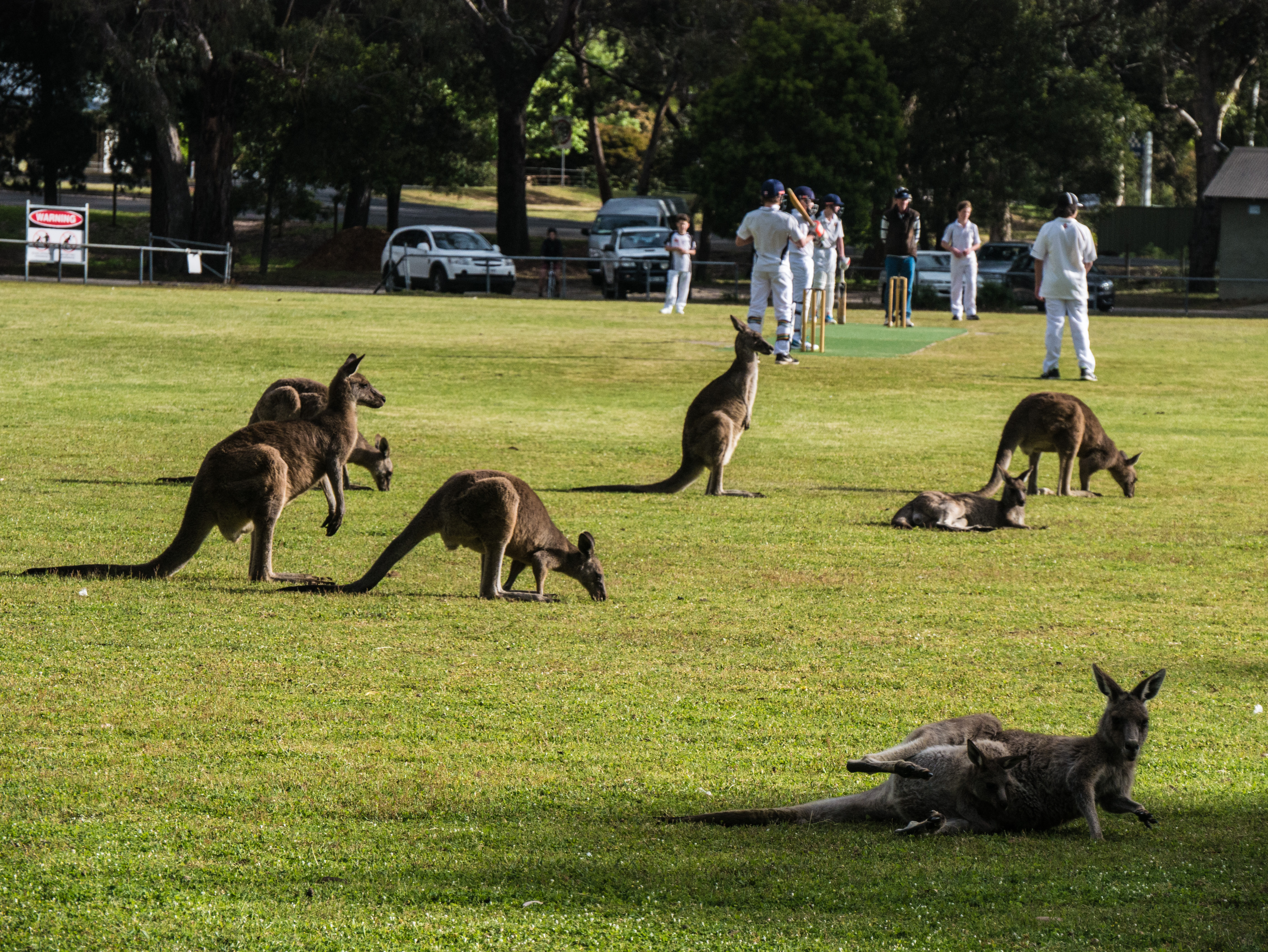 Kangaroos on a cricket pitch