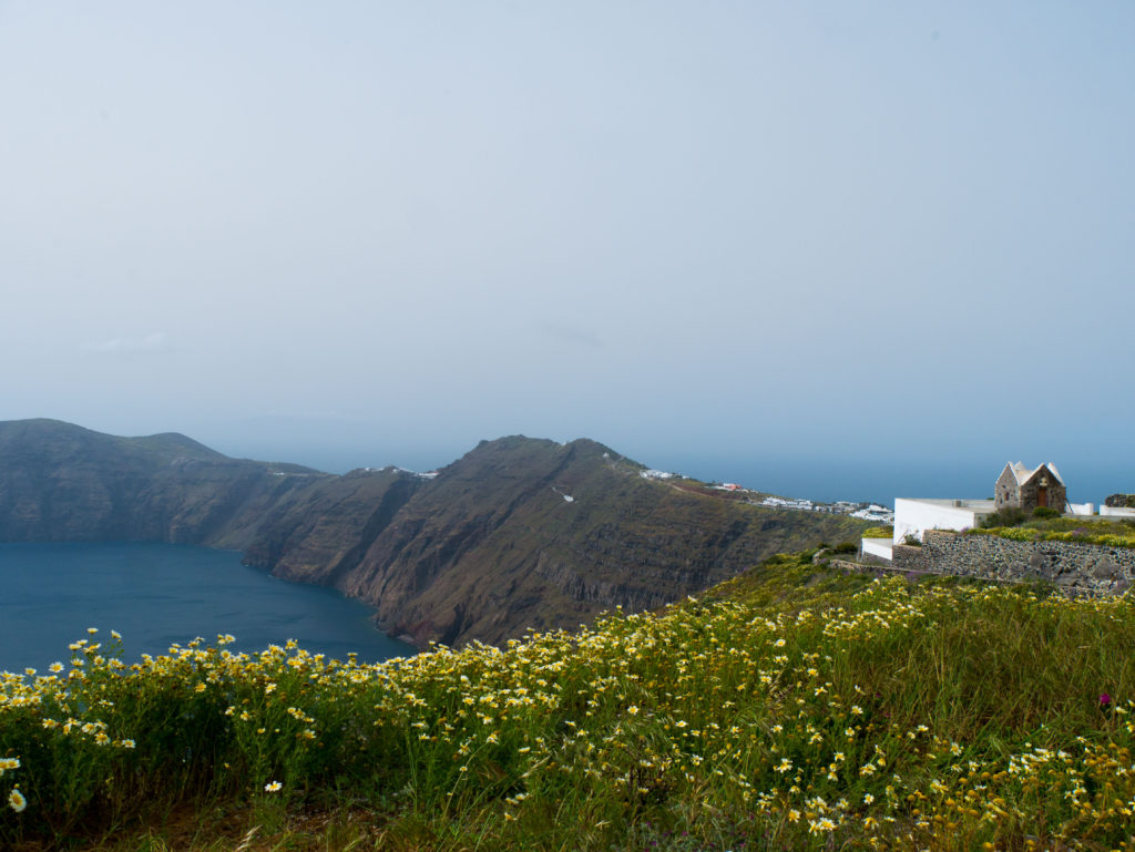 Flowers along the Santorini cliff top