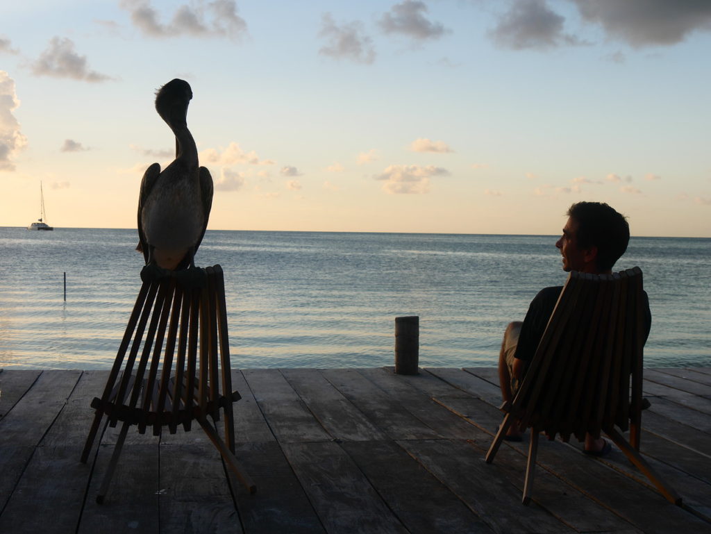 Pelicans on a chair at sunset