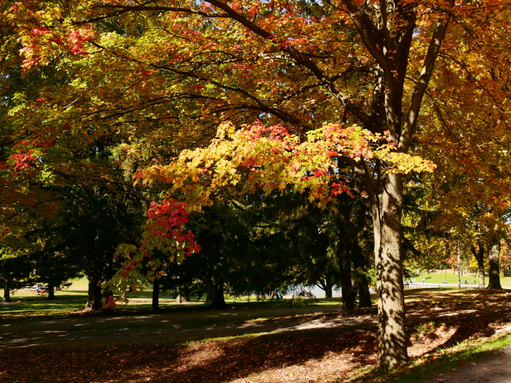 Beautiful fall colours on Mount Royal