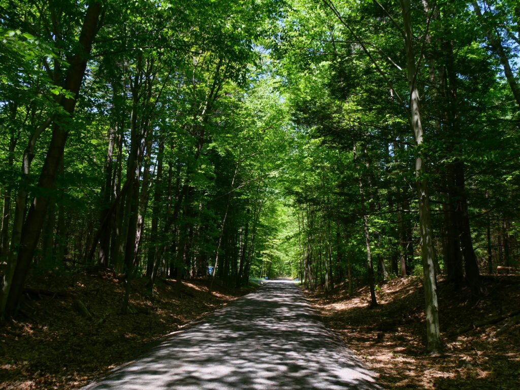 Ashokan Rail Trail walking path among trees