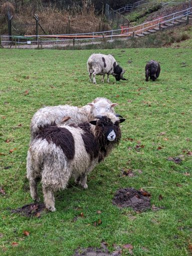 Sheep in Surrey Hills