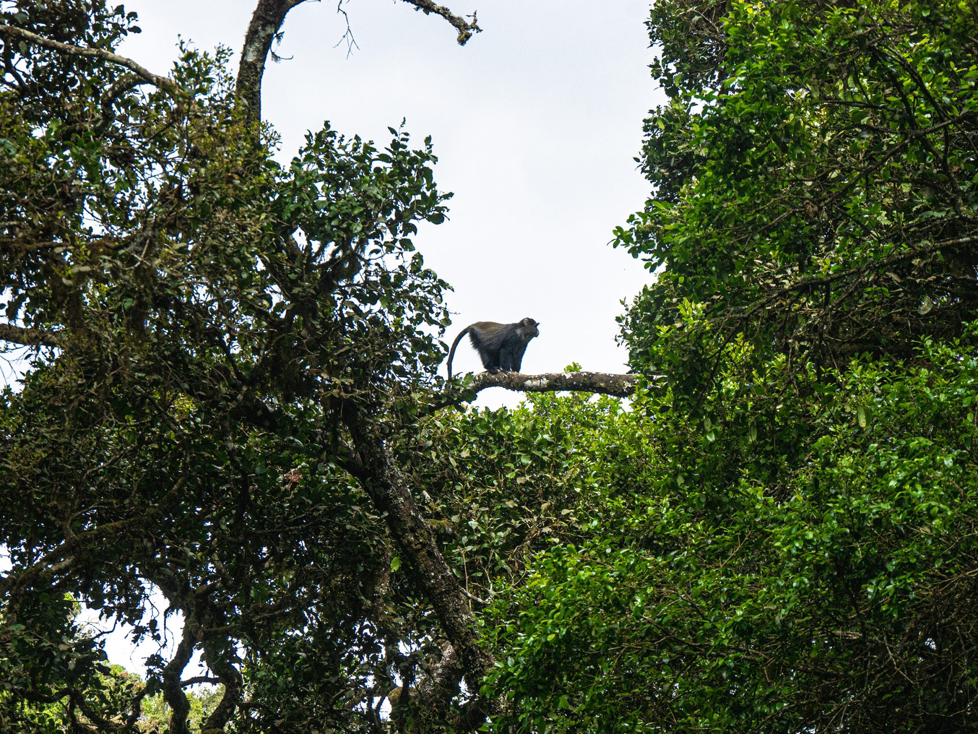 Colobus monkeys in the rainforest