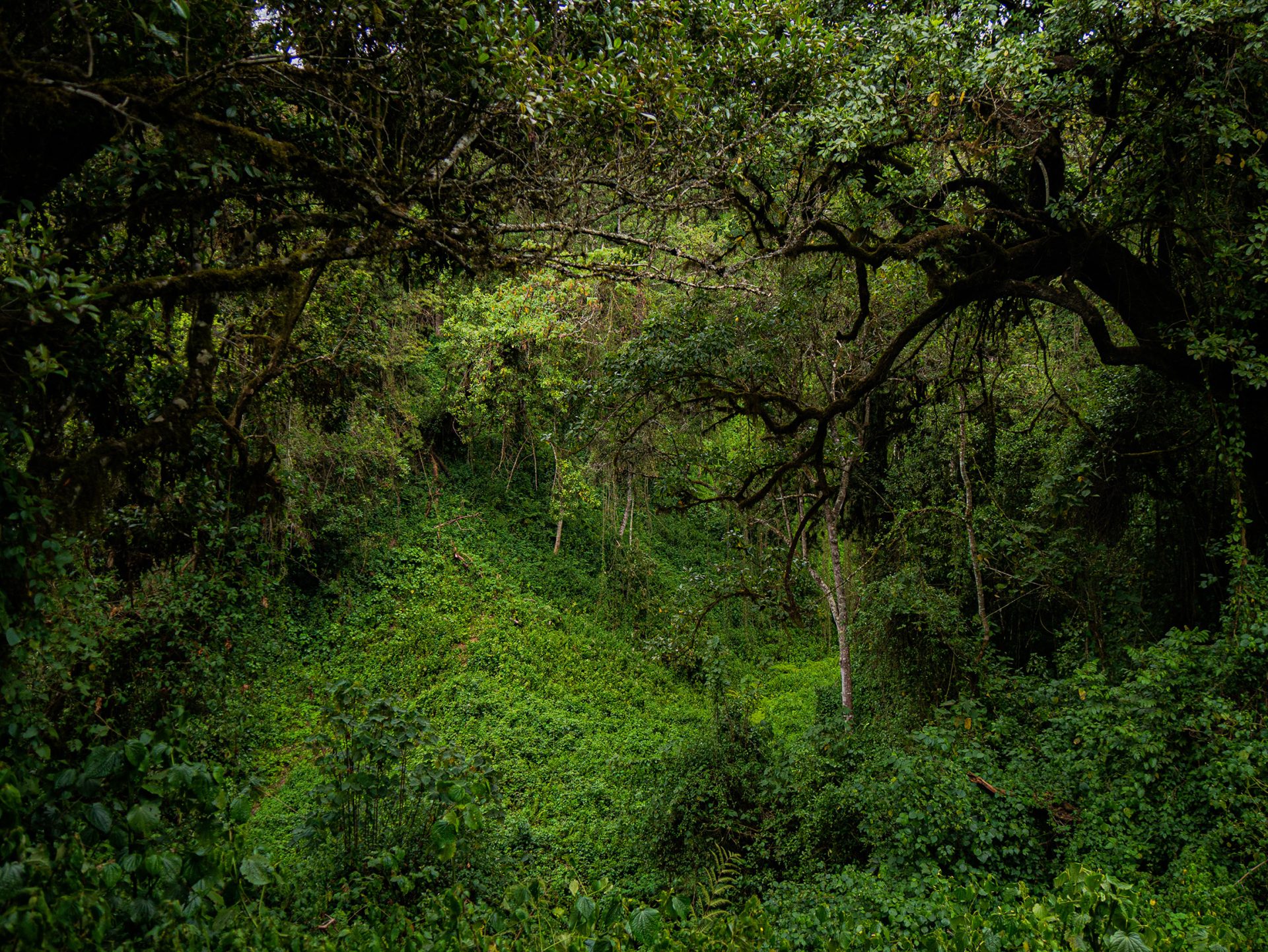 Rainforest scenery in Kili