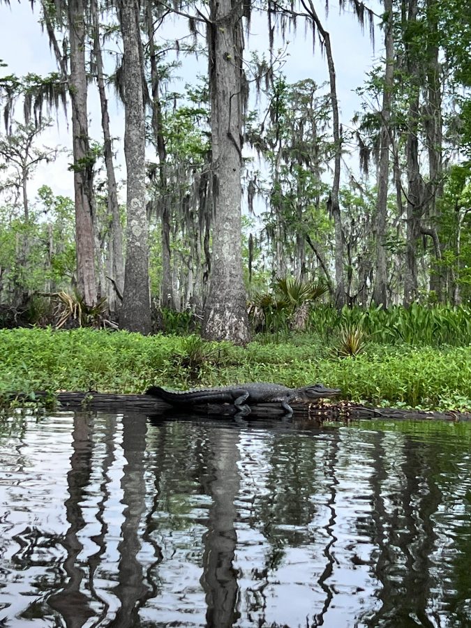 Aligator on the swamp