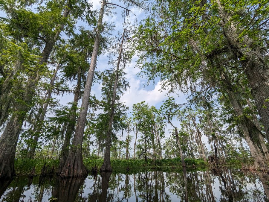 Serene swamp landscape